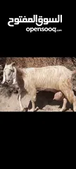  2 عنزين حليب نخب معهن 4