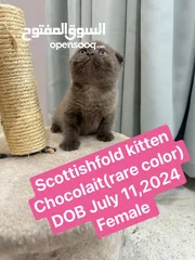  1 Rare Scottishfold kitten  قطة سكوتش فولد اللون النادر