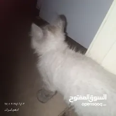  1 قط هاملاي ذكر للبيع
