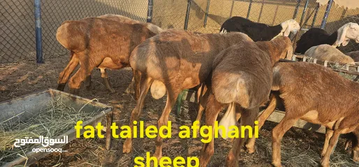  7 Blessed friday deal! Pakistani goats and afghani Aka turkish sheep