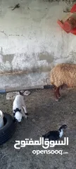  4 نعجه للبيع وراها عبود عمان جاوا