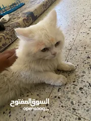  4 قط شيرازي اصل .