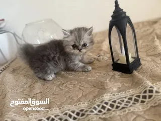  1 قط شيرازي  عمر شهرين السعر :300 الواحد