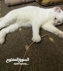  4 قط ذكر للبيع