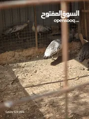  4 طاووس  وحمام فرنسي