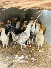  3 عتوق دجاج عربي وزهري