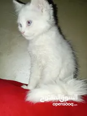  5 سلحفاه و بطه  و قطه شنشيلا و قط شيرازي  كتن بيبي ابيض و حلزون كركعه و بطبوطين  سلحفاة مائيه