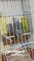  6 طيور حب تحتهم سبه فراخ و بيضة بسعر حرق