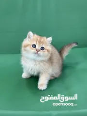  9 مجموعة قطط سكوتش فولد وستريت كل اشي الو سعر