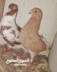  8 حمام جواز بصلات على نبي الحبه ب دينارين واغلبو تحتيو فراخ وبيض