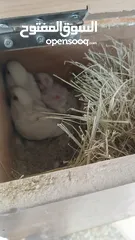  6 مطير روز البينو عين حمره
