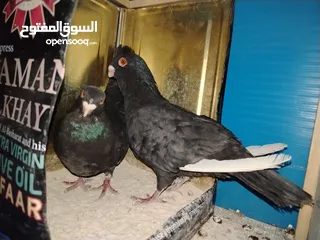  5 جواز مسويد سود نظاف ماكينه للبيع بحاله جيدة و بسعر جيد