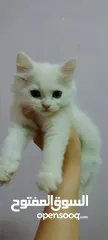 3 كتن هملايا مكس شيرازي للبيع