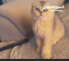  1 قط سكوتش فولد