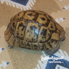  14 موجود سلحفتين جوز عدد اثنين   منزليه   نظيفه جدا    سلحفاه كركعه احجام مختلفه