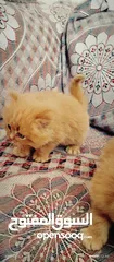  12 قطط شيرازي من المعدوم لون عسلي