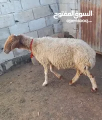  1 عقائق ذبائح نذر بلدي لحم و سن نظيف للبيع