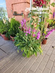  1 Indoor plants maintenence and outdoor garden maintenence with all kind of arrangements