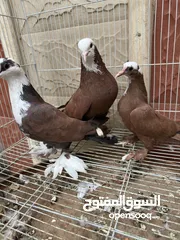  4 حمام حمر وزواجل للبيع رس قوي