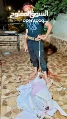  23 لحام متنقل ذبح أضاحي خاروف عجل بلدي جمل غنم بلدي روماني برزيلي كولمبي اسباني خروف بلدي جزار متنقل