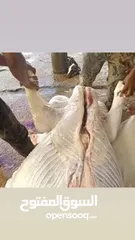  22 لحام متنقل ذبح أضاحي خاروف عجل بلدي جمل غنم بلدي روماني برزيلي كولمبي اسباني خروف بلدي جزار متنقل