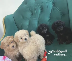  5 Very cute and Quality Toy poodles Black phantom & brown available in Ras Al khaimah