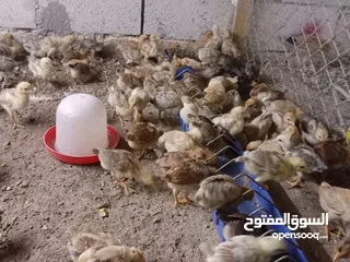  21 صوص بلدي عمر 38 يوم   صوص بلدي عمر 18 يوم