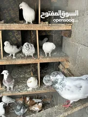  11 All pigeons for sale. (Urgent)