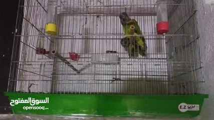  4 جوز ببغاء للبيع بداعي السفر