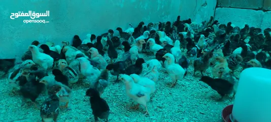  1 موجود صيصان بلدي بكميات