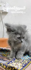  3 Cat for sale urgent sale on farwaniya