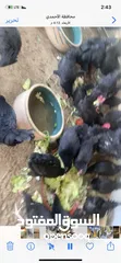  4 للبيع فروخ الدجاج العراقي الجامبو الاصلي