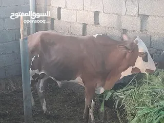  3 للبيع عجال مال ظفار الظاهرة عبري