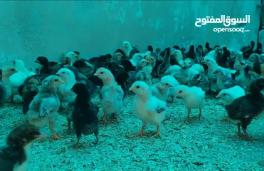  5 موجود صيصان بلدي بكميات