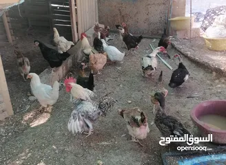  2 دجااج وبط ووز للبيع