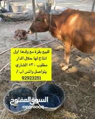  2 للبيع مجموعة ابقار