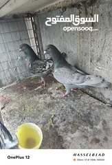  28 11 جوز مساويد، كشامره هومرات محيرات بواز مزهورات اسطنابله