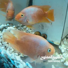  7 اسماك باروت ( parrot fish ) حجم كبير