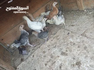  5 15 صوص الحبه على دينار ونص