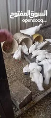  2 لاحم فرنسي..حمام