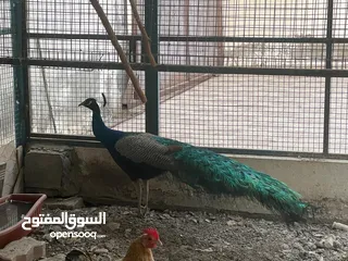  4 طاووس للبيع