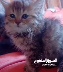  3 سكوتش فولد مكس...