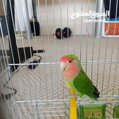  4 ببغاء روز لون مميز