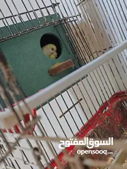  5 متاح ثلاث جواز حب مقفصات منهم جوز تحتو بيض قابلات للبدل على جوز كوكتيل لاتينو