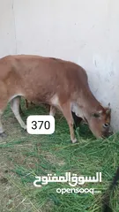  1 أبقار محليه