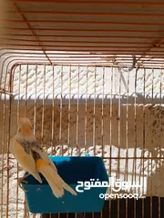  6 إناثي كنار جاهزات للبيع