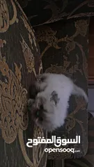  3 قطه انثى سكوتش مكس هملايا عمر شهر ونص