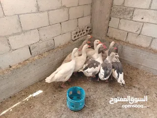  2 بسم الله ماشاءالله موجود وز حجم جامبو صلاة النبي 8 فرخات و3 ديوك الي شرا يرن ما منقصر معو انشاء الله
