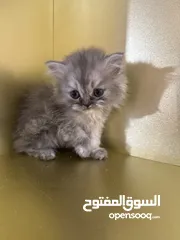  7 قطط شانشيلا عمر 2 شهرين للبيع بسعر العرض 500 شيكل