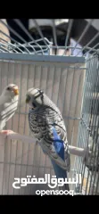  1 زوج طيور بادجي للبيع